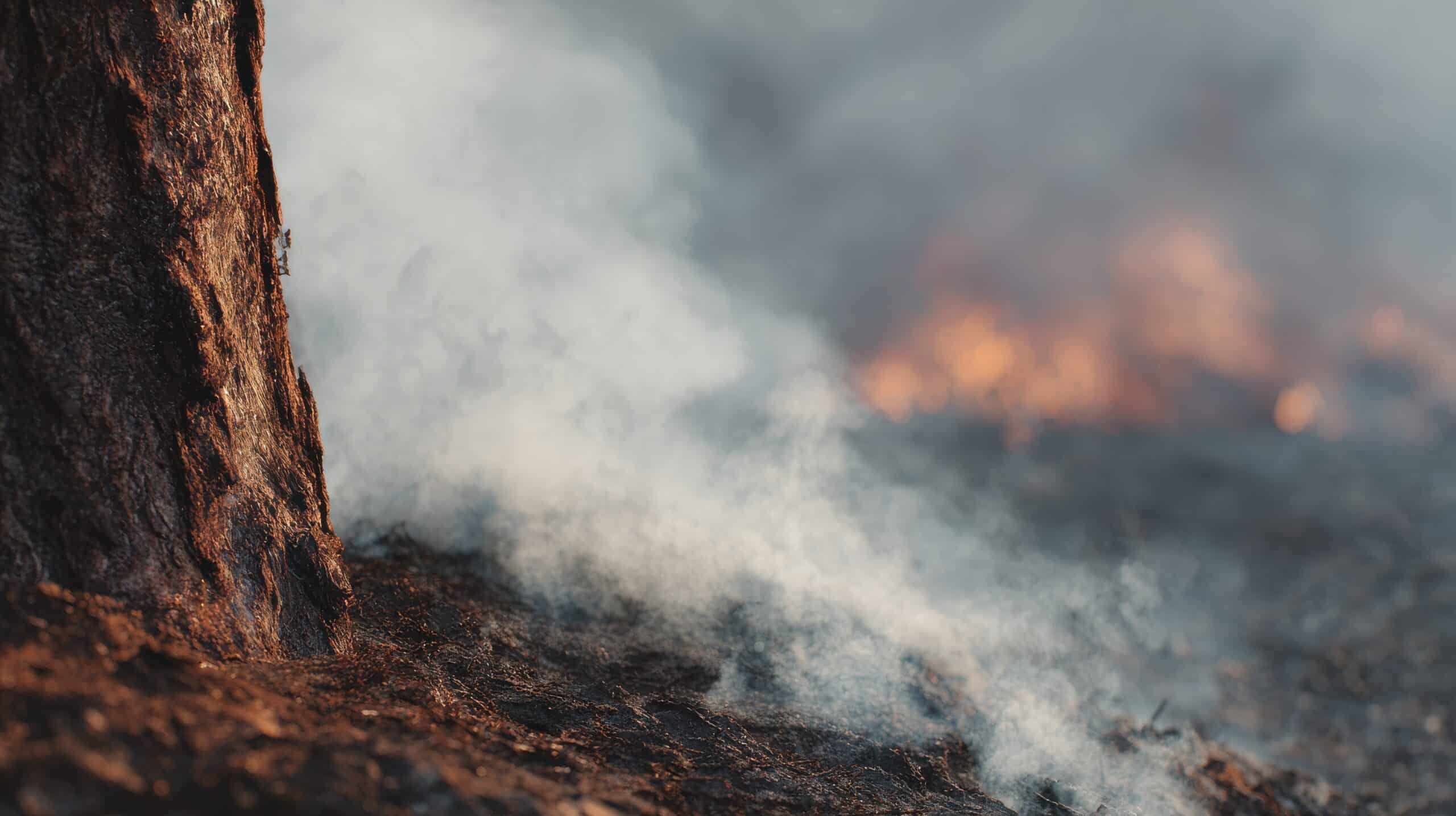 Wildfire Smoke And Charred Ground Near Tree Trunk. Environmental Impact Of Forest Fires